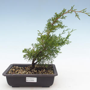 Venkovní bonsai - Juniperus chinensis Itoigawa-Jalovec čínský VB2019-26992