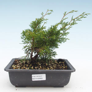 Venkovní bonsai - Juniperus chinensis Itoigawa-Jalovec čínský VB2019-26993
