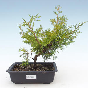 Venkovní bonsai - Juniperus chinensis Itoigawa-Jalovec čínský VB2019-26994