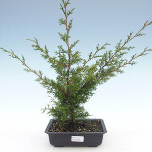 Venkovní bonsai - Juniperus chinensis Itoigawa-Jalovec čínský VB2019-26995