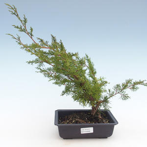 Venkovní bonsai - Juniperus chinensis Itoigawa-Jalovec čínský VB2019-26996