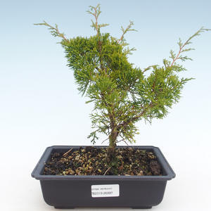 Venkovní bonsai - Juniperus chinensis Itoigawa-Jalovec čínský VB2019-26997