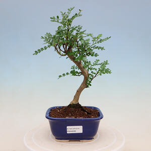 Pokojová bonsai - Zantoxylum piperitum - Pepřovník