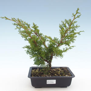 Venkovní bonsai - Juniperus chinensis Itoigawa-Jalovec čínský VB2019-26998