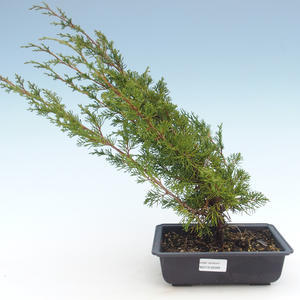 Venkovní bonsai - Juniperus chinensis Itoigawa-Jalovec čínský VB2019-26999