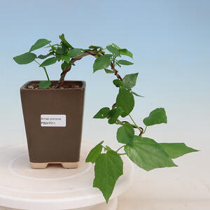 Pokojová bonsai - Malvaviscus arboreus - ibiškovec dřevnatý