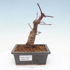 Keramická bonsai miska 24 x 24 x 6 cm, barva hnědá