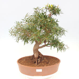 Pokojová bonsai - Ficus nerifolia -  malolistý fíkus
