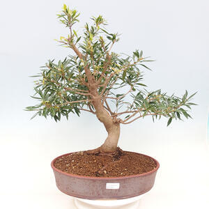Pokojová bonsai - Ficus nerifolia -  malolistý fíkus