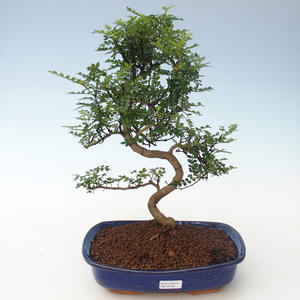 Pokojová bonsai - Zantoxylum piperitum - Pepřovník PB2191705