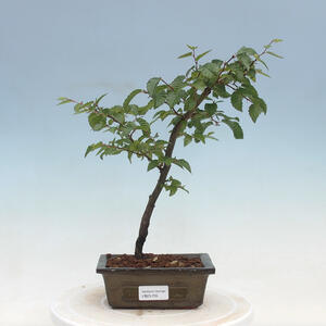 Venkovní bonsai - Carpinus Betulus - Habr obecný