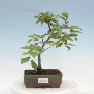 Venkovní bonsai - Carpinus Betulus - Habr obecný