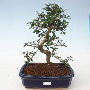 Pokojová bonsai - Carmona macrophylla - Čaj fuki PB2191707