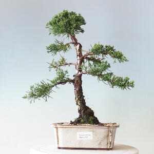 Venkovní bonsai - Pinus parviflora - borovice drobnokvětá