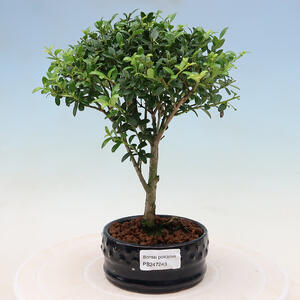 Keramická bonsai miska 14 x 14 x 14 cm, barva praskaná
