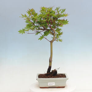 Venkovní bonsai - Javor dlanitolistý oranžový - Acer palmatum KATSURA