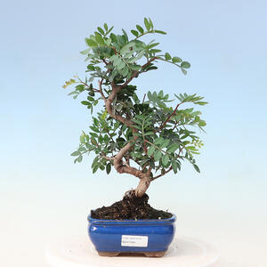 Pokojová bonsai -  Pistácie