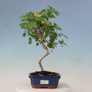 Pokojová bonsai - Lantana camara - Libora proměnlivá