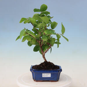 Pokojová bonsai - Lagerstroemia - Krepová myrta