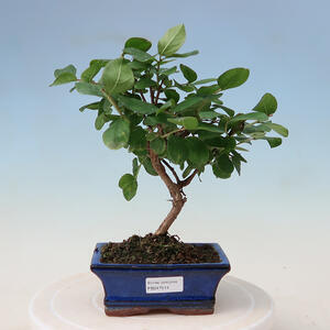 Pokojová bonsai - Lagerstroemia - Krepová myrta