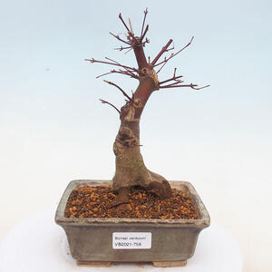 Keramická bonsai miska  9 x 9 x 5 cm, barva modrá