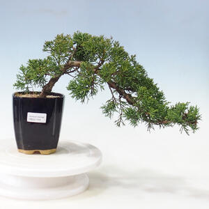 Venkovní bonsai - Juniperus chinensis -Jalovec čínský
