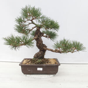 Keramická bonsai miska  9,5 x 9,5 x 3,5 cm, barva zelená