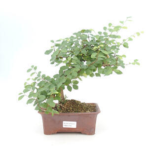 Pokojová bonsai - Grewie - Hvězdice levandulová