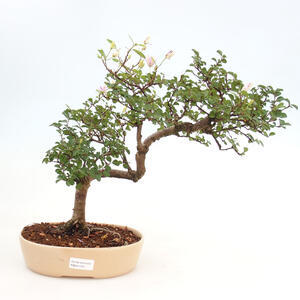 Pokojová bonsai - Grewie - Hvězdice levandulová