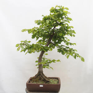 Venkovní bonsai - Japonská azalka - Azalea HANABIN