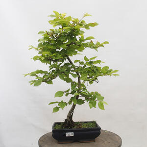 Venkovní bonsai - Japonská azalka - Azalea HANABIN