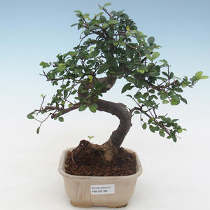 Keramická bonsai miska - páleno v plynové peci 1240 °C