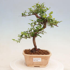 Pokojová bonsai - Sagerécie thea - Sagerécie thea