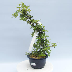 Venkovní bonsai - Japonská azalka - Azalea HAKATA JIRU