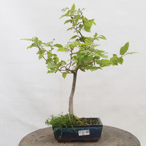 Venkovní bonsai - Japonská azalka - Azalea TATEYAMA NO MAI