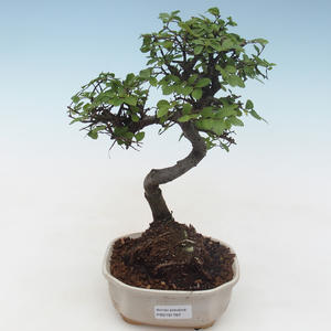 Pokojová bonsai - Ulmus parvifolia - Malolistý jilm PB2191787