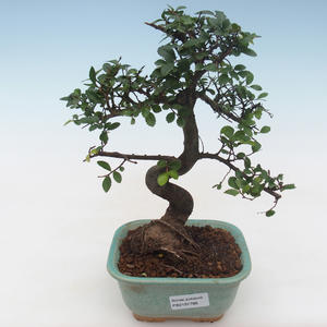 Pokojová bonsai - Ulmus parvifolia - Malolistý jilm PB2191788