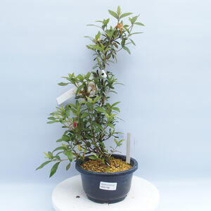 Venkovní bonsai - Japonská azalka - Azalea CHIHIRO
