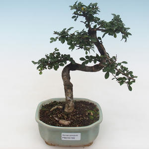 Pokojová bonsai - Ulmus parvifolia - Malolistý jilm PB2191789