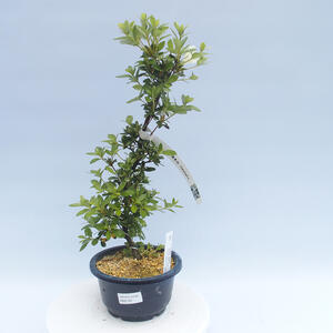 Venkovní bonsai - Japonská azalka - Azalea HAKATA JIRU
