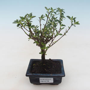 Pokojová bonsai - Serissa foetida Variegata - Strom tisíce hvězd PB2191796