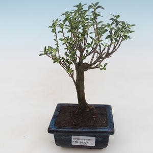 Pokojová bonsai - Serissa foetida Variegata - Strom tisíce hvězd PB2191797