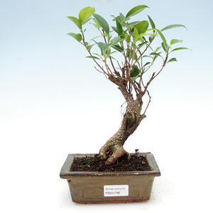 Pokojová bonsai - Serissa foetida Variegata - Strom tisíce hvězd PB2191798