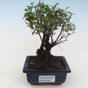 Pokojová bonsai - Sagerécie thea - Sagerécie thea PB2191799