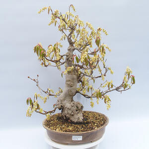 Venkovní bonsai - Lískoveček - Corylopsis Spicata