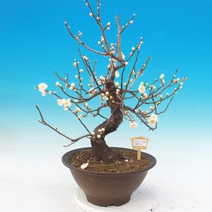 Venkovní bonsai -Japonská meruňka - Prunus Mume
