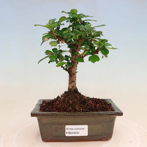 Keramická bonsai miska 11 x 11 x 14 cm, barva modrá