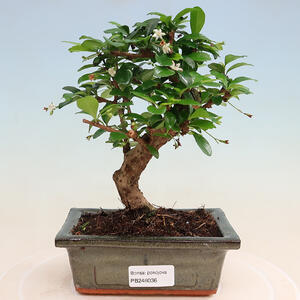 Keramická bonsai miska 10,5 x 10,5 x 13 cm, barva hnědá