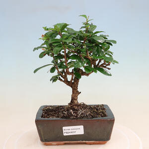 Keramická bonsai miska 10,5 x 10,5 x 13,5 cm, barva hnědá