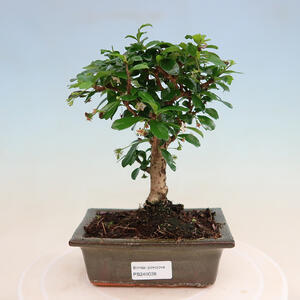 Keramická bonsai miska 11 x 11 x 14 cm, barva hnědá
